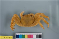 藏品(白紋方蟹)的圖片